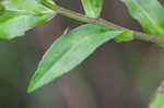 Purplestem aster